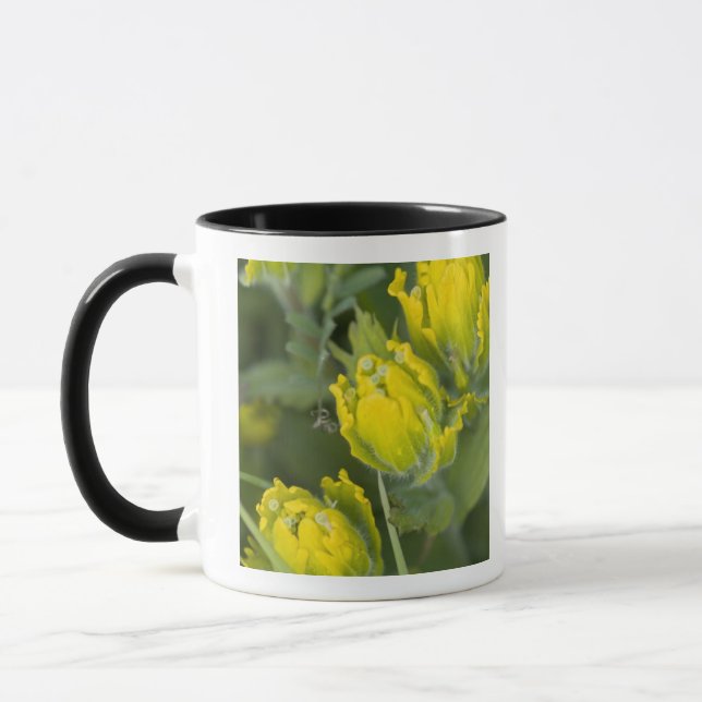 Indian Golden Paintbrush Castilleja Mug (Left)