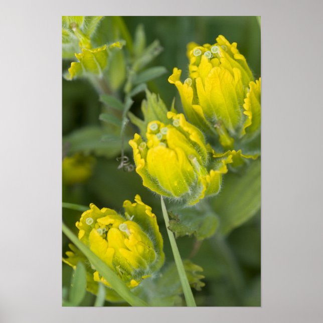 Indian Golden Paintbrush Castilleja Poster (Front)
