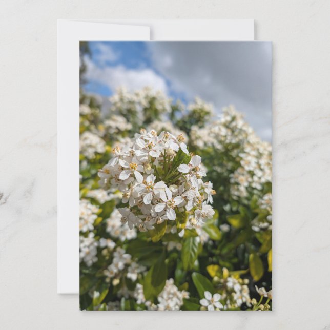 Indian Hawthorn Flowers Invitation (Front)