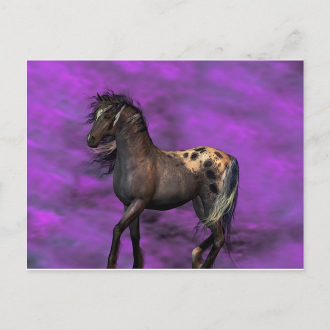 Indian Horse Postcard (Front)