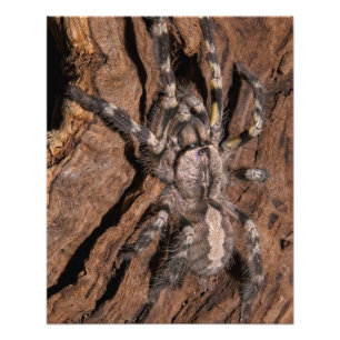 Indian Ornamental Tarantula Bark Photo Print