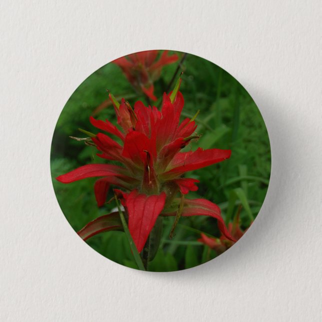 Indian paint brush 2 inch round button (Front)
