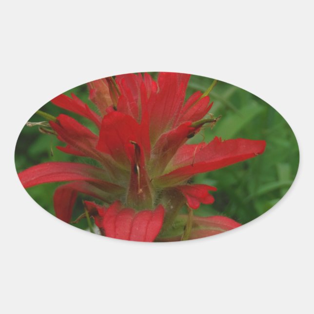 Indian paint brush oval sticker (Front)