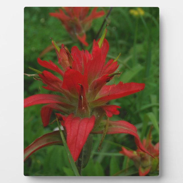 Indian paint brush plaque (Front)