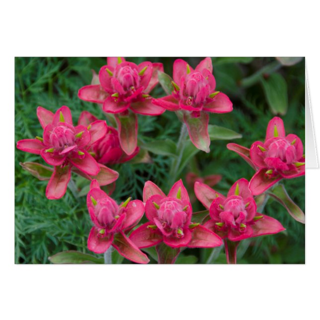 Indian Paintbrush (Front Horizontal)
