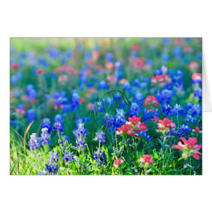 Indian Paintbrush