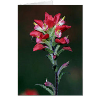 Indian Paintbrush