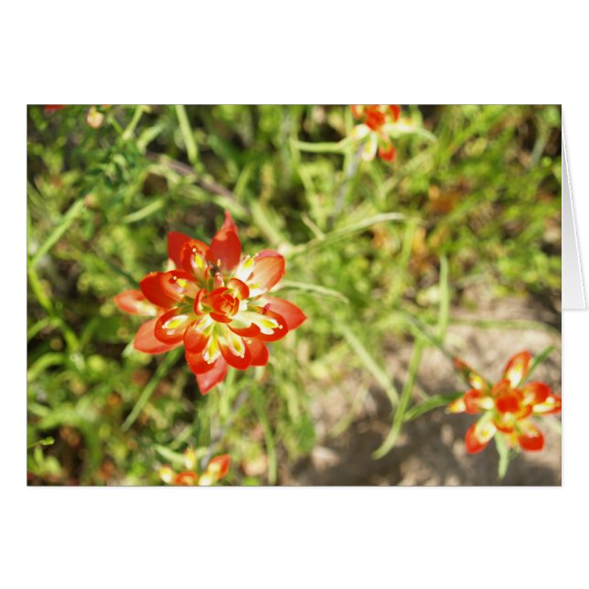 Indian Paintbrush (Front Horizontal)