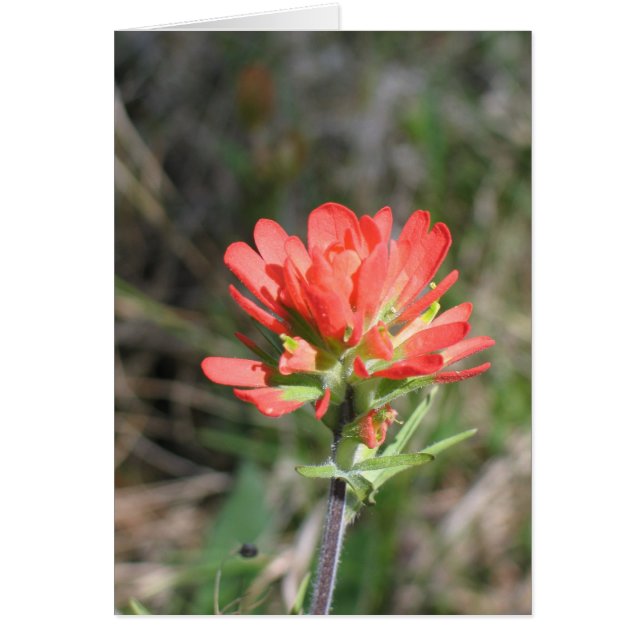 Indian Paintbrush (Front)
