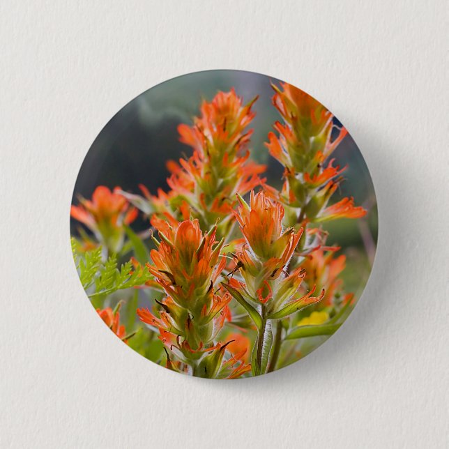 Indian Paintbrush 2 Inch Round Button (Front)