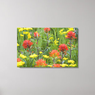 Indian paintbrush and biscuitroot wildflowers canvas print