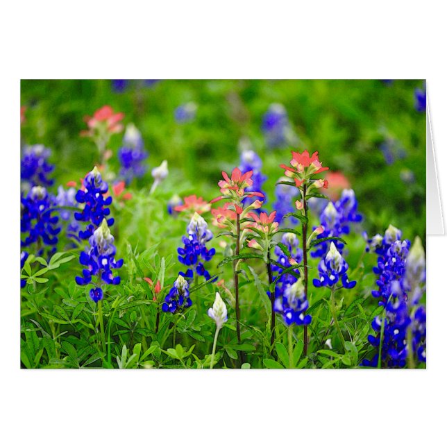 Indian Paintbrush And Bluebonnets (Front Horizontal)