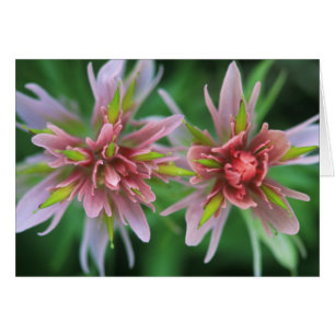 Indian Paintbrush, Banff NP, Alberta, Canada