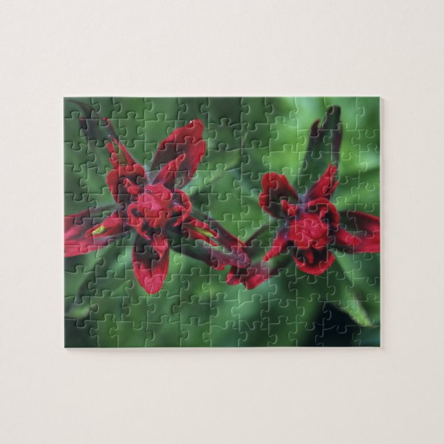 Indian Paintbrush, Banff NP, Alberta, Canada 2 Jigsaw Puzzle (Horizontal)
