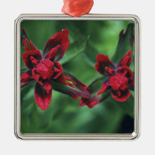 Indian Paintbrush, Banff NP, Alberta, Canada 2 Metal Ornament