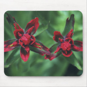 Indian Paintbrush, Banff NP, Alberta, Canada 2 Mouse Pad