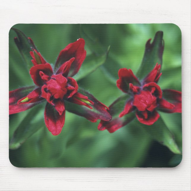 Indian Paintbrush, Banff NP, Alberta, Canada 2 Mouse Pad (Front)