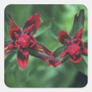 Indian Paintbrush, Banff NP, Alberta, Canada 2 Square Sticker