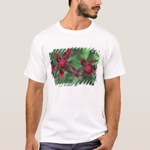 Indian Paintbrush, Banff NP, Alberta, Canada 2 T-Shirt