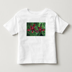 Indian Paintbrush, Banff NP, Alberta, Canada 2 Toddler T-shirt