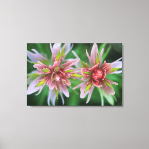 Indian Paintbrush, Banff NP, Alberta, Canada Canvas Print