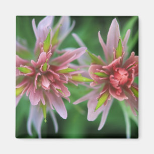 Indian Paintbrush, Banff NP, Alberta, Canada Magnet