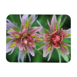 Indian Paintbrush, Banff NP, Alberta, Canada Magnet