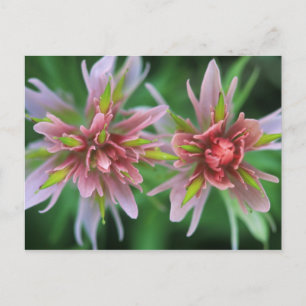 Indian Paintbrush, Banff NP, Alberta, Canada Postcard