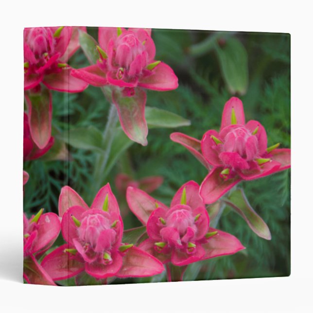 Indian Paintbrush Binder (Front/Spine)