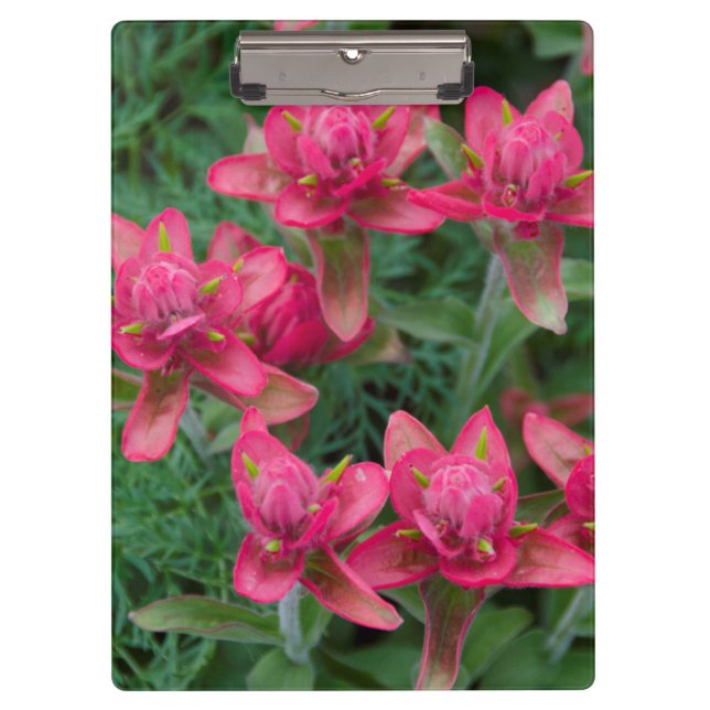 Indian Paintbrush Clipboard (Front)