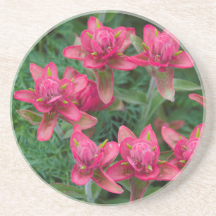 Indian Paintbrush Coaster