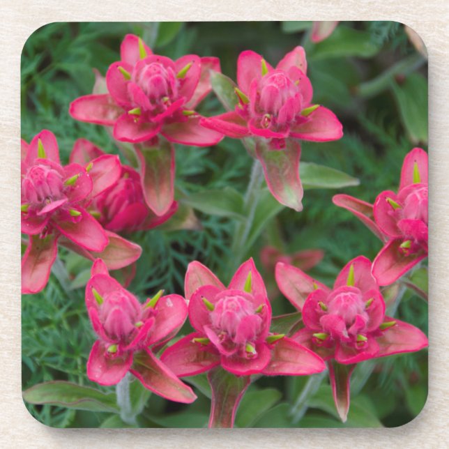 Indian Paintbrush Coaster (Front)