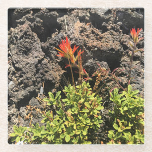 Indian Paintbrush Glass Coaster