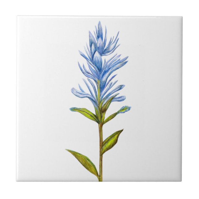 Indian Paintbrush in Blue Tile (Front)