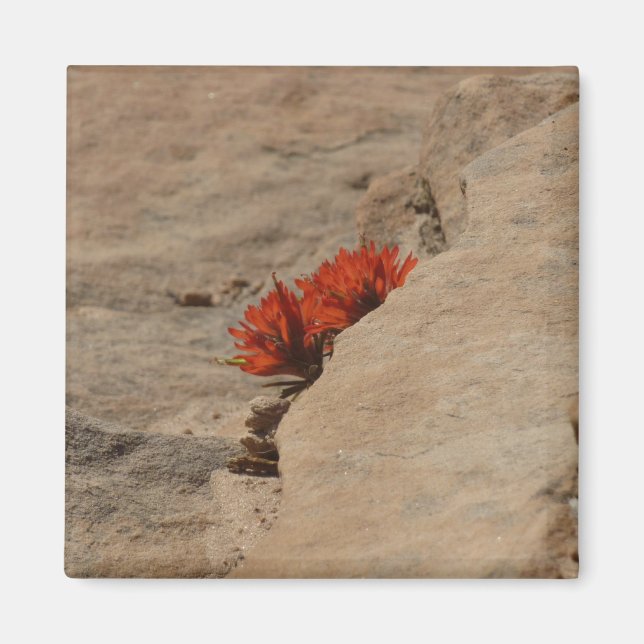 Indian Paintbrush in Rocks at Zion Magnet (Front)