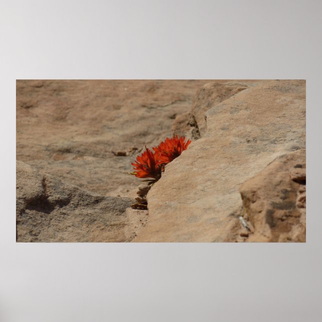 Indian Paintbrush in Rocks at Zion Poster (Front)