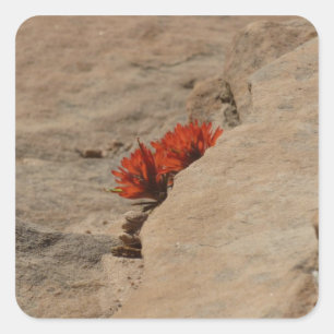 Indian Paintbrush in Rocks at Zion Square Sticker
