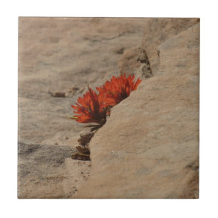 Indian Paintbrush in Rocks at Zion Tile