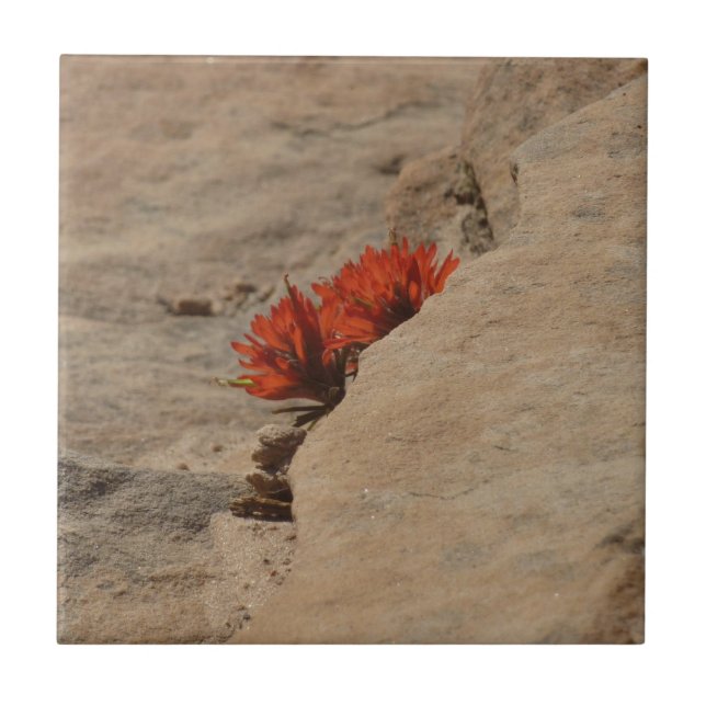 Indian Paintbrush in Rocks at Zion Tile (Front)