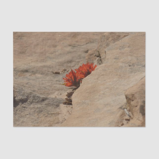 Indian Paintbrush in Rocks at Zion Tissue Paper (Front)