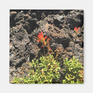 Indian Paintbrush Magnet