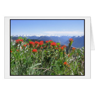 Indian Paintbrush, Olympic National Park