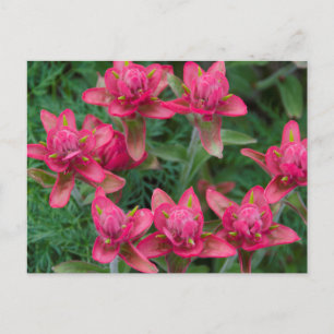 Indian Paintbrush Postcard