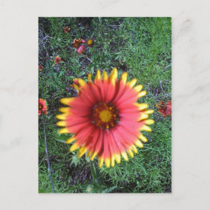 Indian Paintbrush Postcard