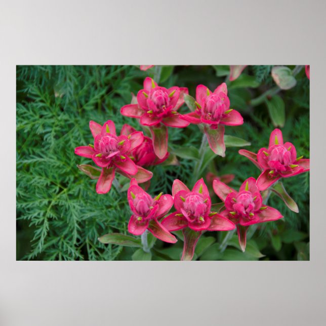 Indian Paintbrush Poster (Front)