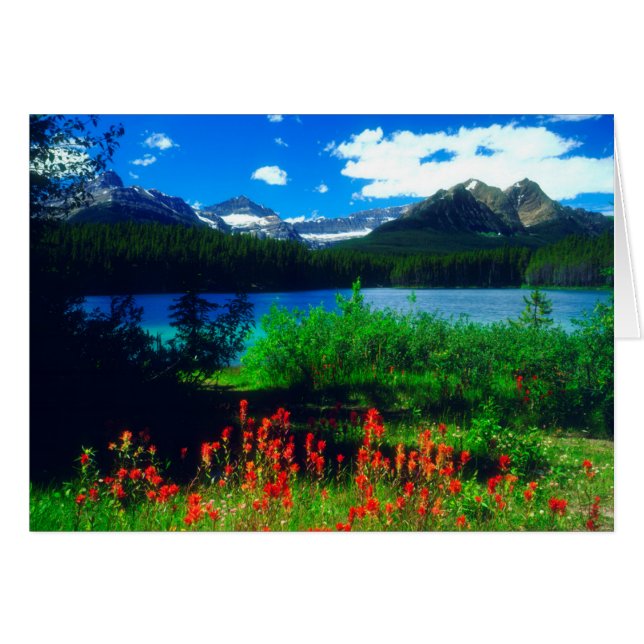 Indian Paintbrush Wildflowers (Front Horizontal)