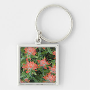 Indian paintbrush wildflowers in the Many Keychain