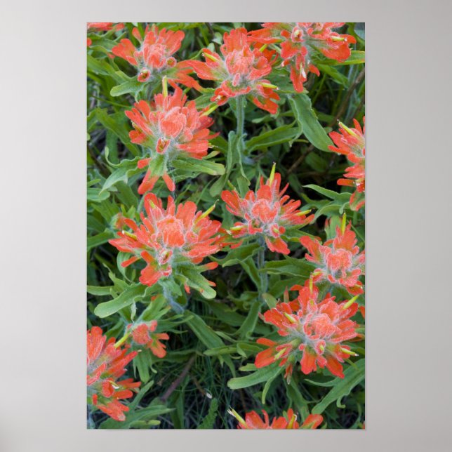 Indian paintbrush wildflowers in the Many Poster (Front)
