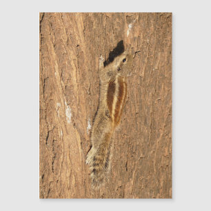 Indian Palm Squirrel on a Tree Trunk