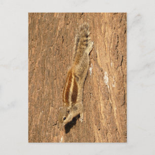 Indian Palm Squirrel on a Tree Trunk Postcard